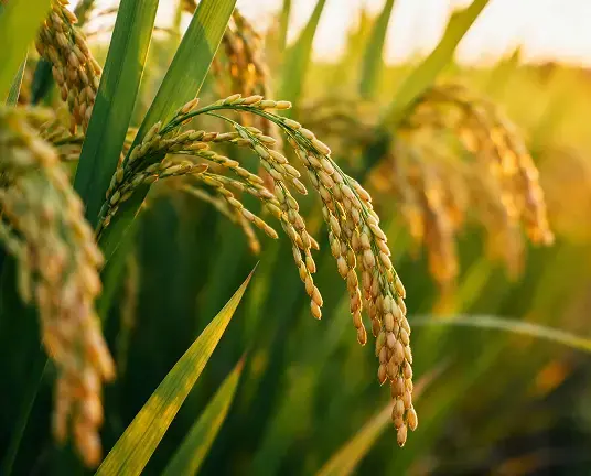 Armada Agri